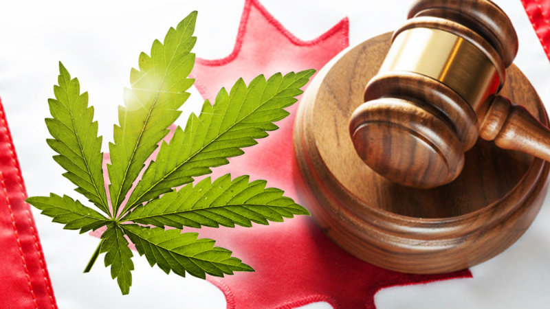 Canada le projet de loi sur la légalisation du cannabis passé au crible