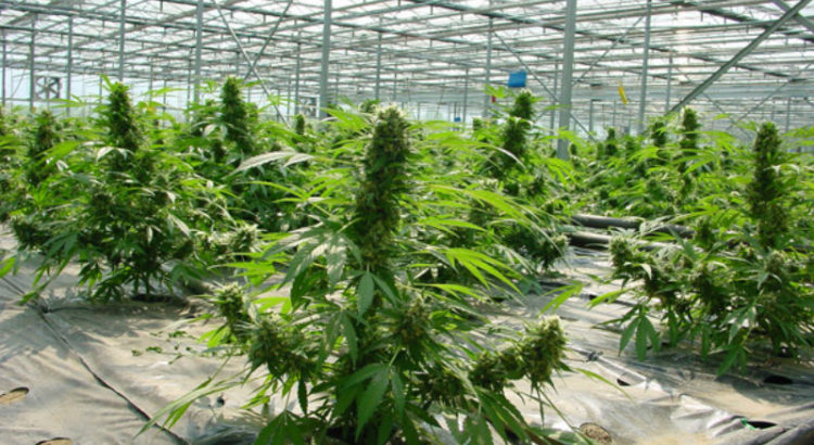 L'Allemagne prévoit de produire deux tonnes de cannabis par an