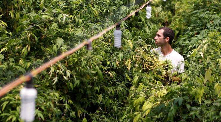 L'Australie alloue 315 000 € pour monter une filière locale de cannabis médical