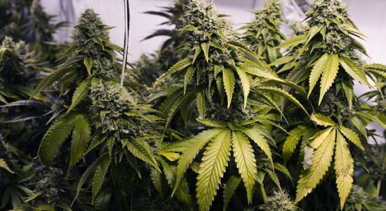 Un élu communal belge de droite veut former un cannabis social club