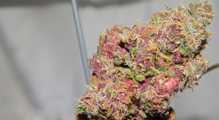 Cannabis rose