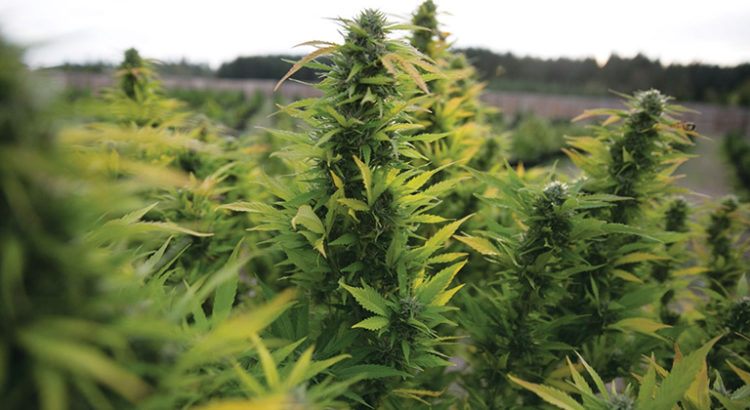 Cannabis aux USA