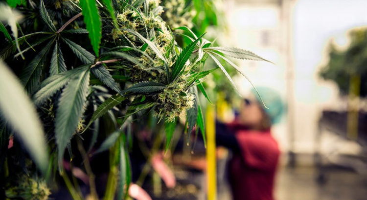 Dépénalisation du cannabis en République Tchèque