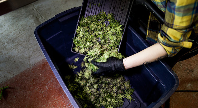 Fumer plus de weed