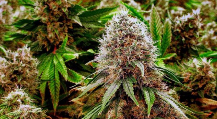 Les gènes des terpènes du cannabis
