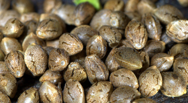 Graines de cannabis pas chères