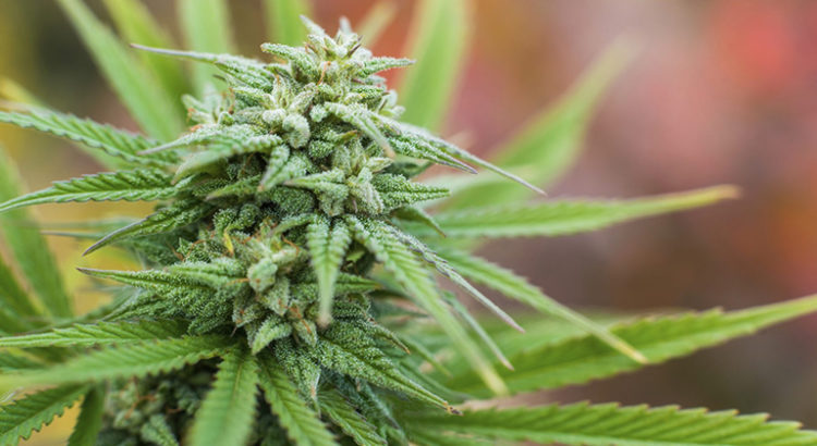 idées reçues sur le cannabidiol