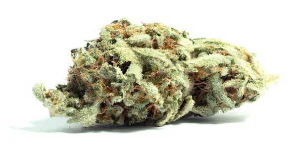 Une fleur de Kali Mist