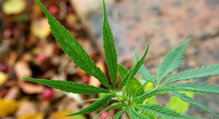 Légalisation du cannabis en Afrique du Sud