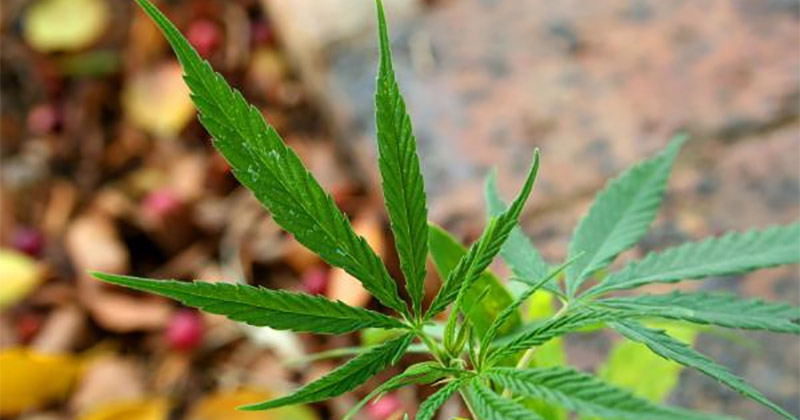 Légalisation du cannabis en Afrique du Sud