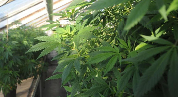 Légalisation du cannabis bloquée en Italie