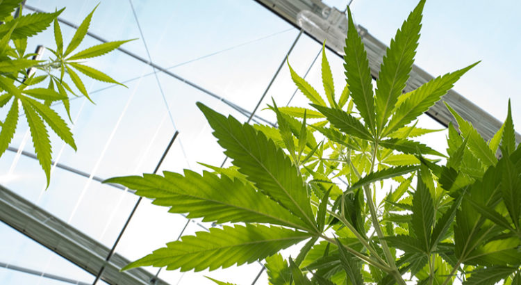 Macron en marche pour le cannabis