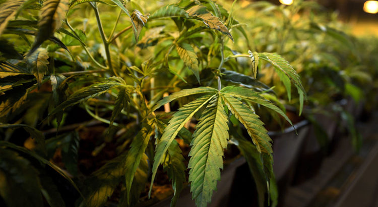 Marché numérique du cannabis