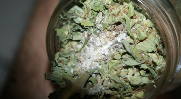 Moisissure du cannabis