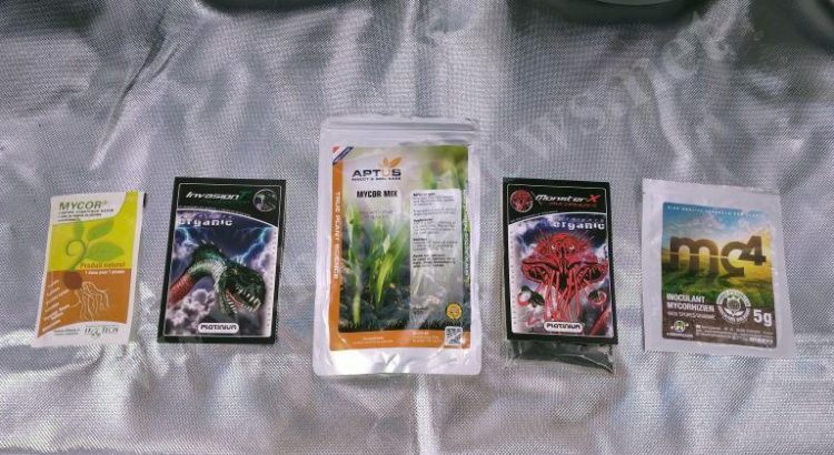 Test champignons mycorhiziens