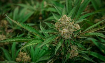 Cannabis varieties that are difficult to grow