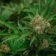 Cannabis varieties that are difficult to grow