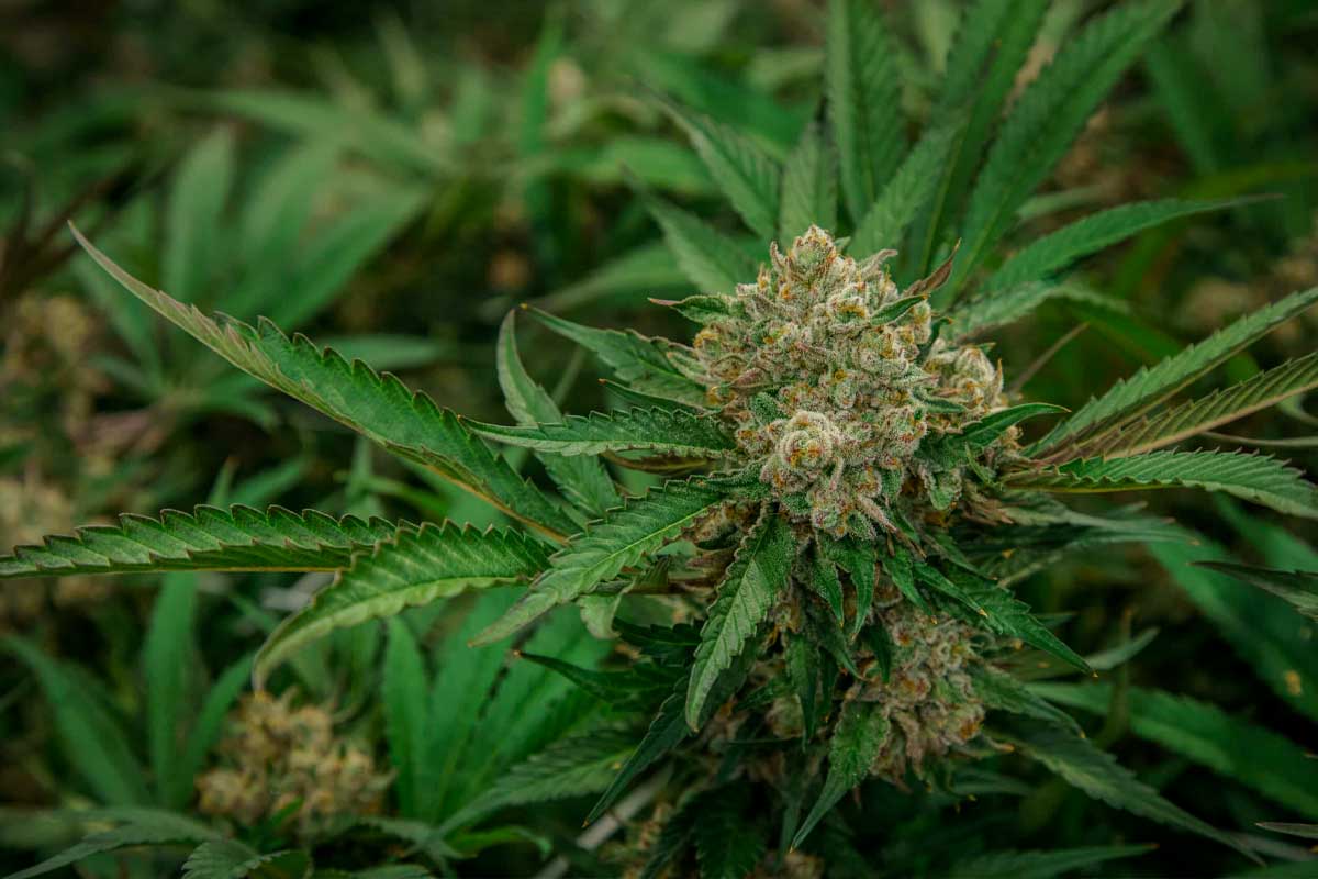 Cannabis varieties that are difficult to grow