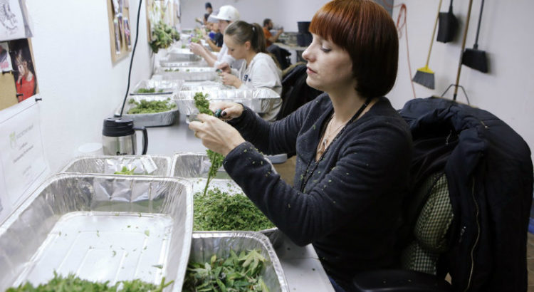 Au Colorado, la fraude se compte en kilo de weed