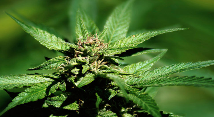 Cannabidiol, paranoïa et anxiété