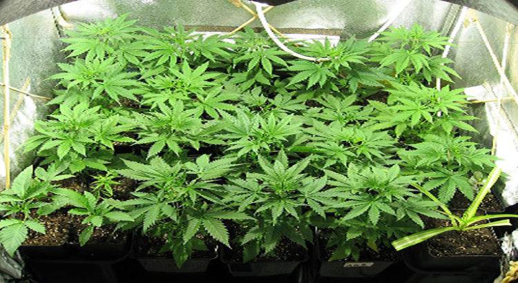 Cannabis Social Club Belgique