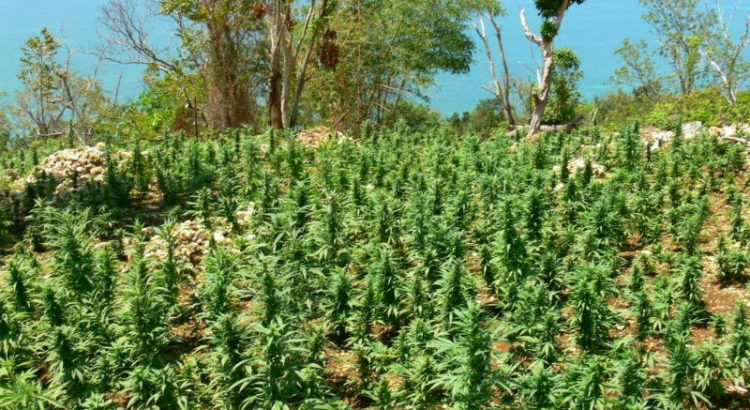 Le marché Jamaïcain du cannabis médical ne profite qu'aux riches