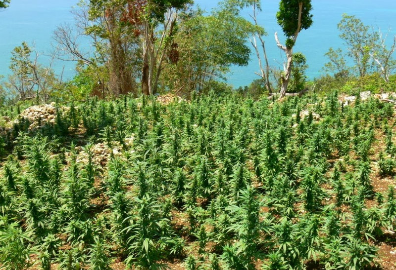 Le marché Jamaïcain du cannabis médical ne profite qu'aux riches