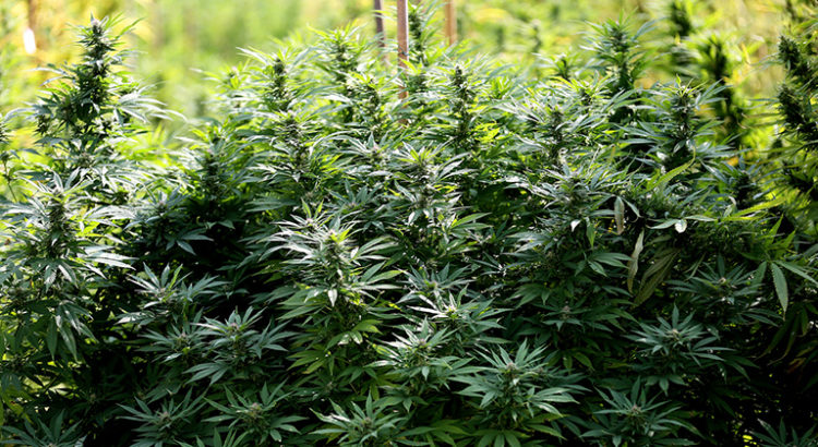 Cannabis en Afrique du Sud