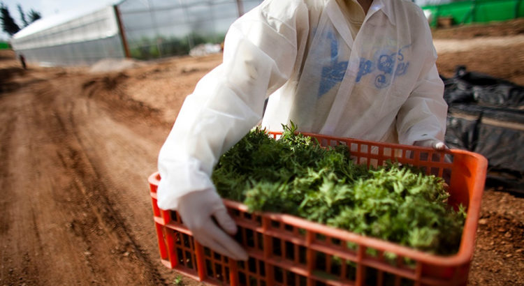 Cannabis médical en Australie