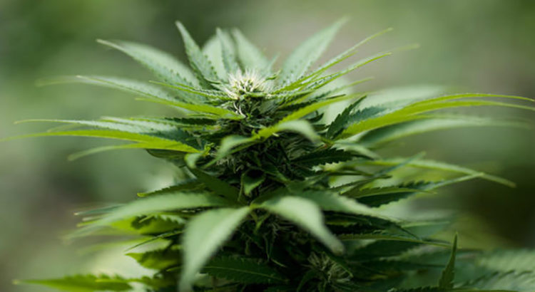 Cannabis en Slovénie