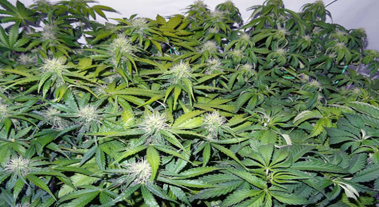 Cannabis médical et big pharma