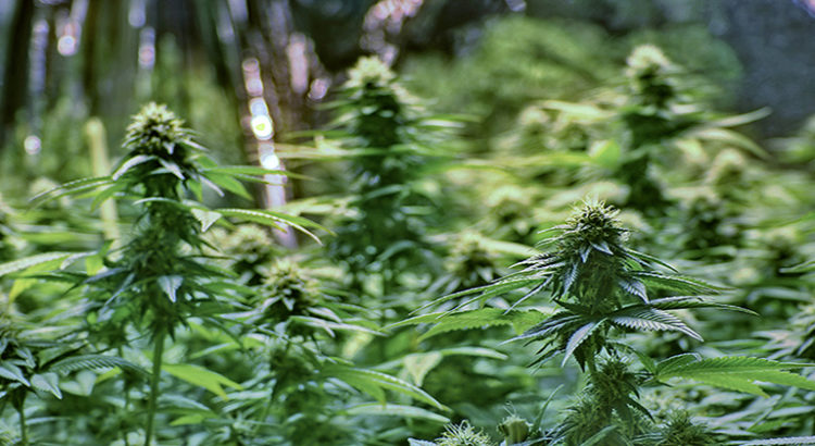 Récolte de cannabis médical à Hawaii