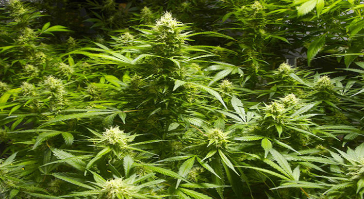 Légalisation du cannabis au Vermont