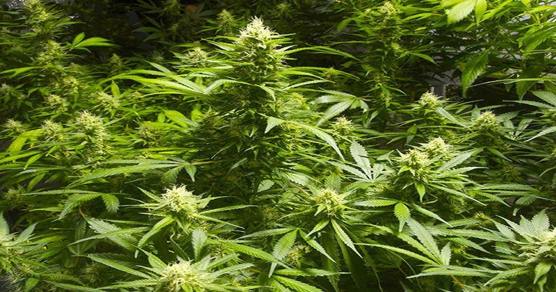 Légalisation du cannabis au Vermont