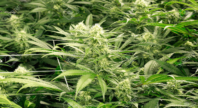 cannabis biologique à Washington