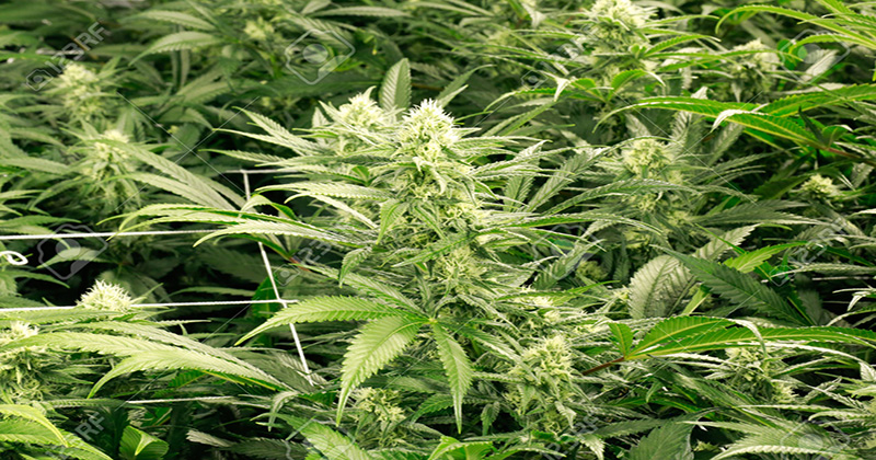 cannabis biologique à Washington