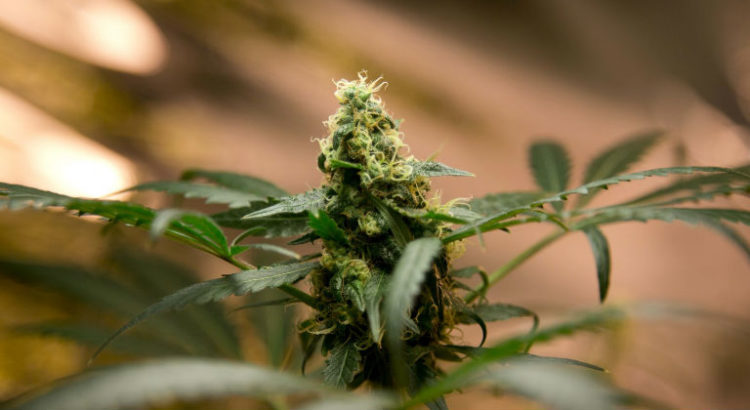 Cannabis médical au Mexique