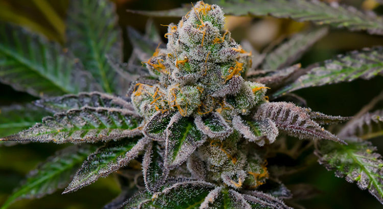 Plus fortes weed de 2017