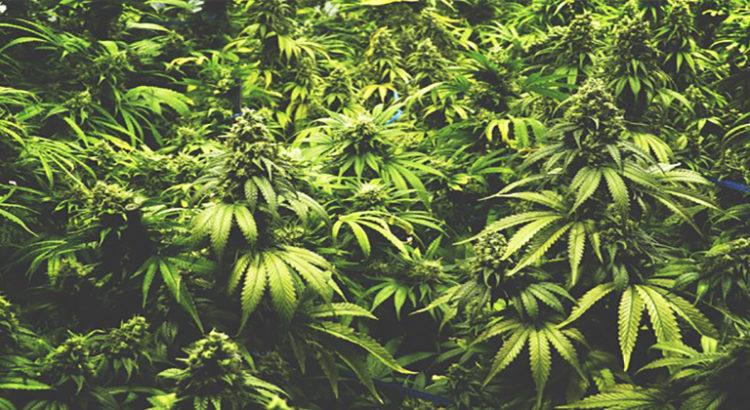 Légalisation du cannabis en Espagne