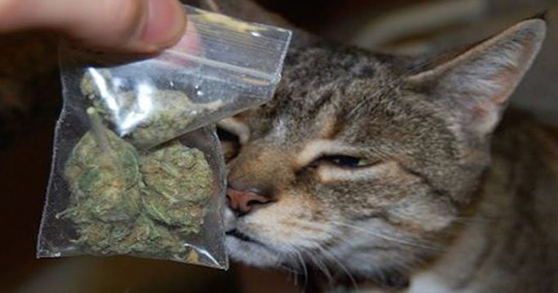 Aude Des chats empoisonnés au cannabis. Vraiment ?