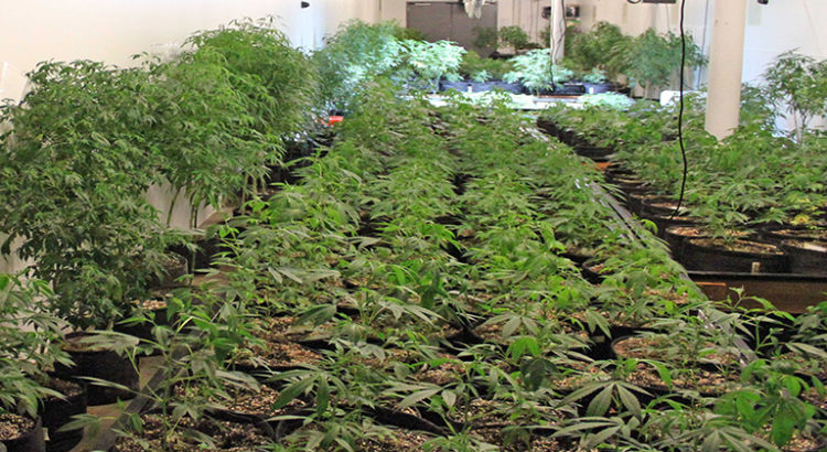 L'Espagne le nouveau moteur du cannabis en Europe?