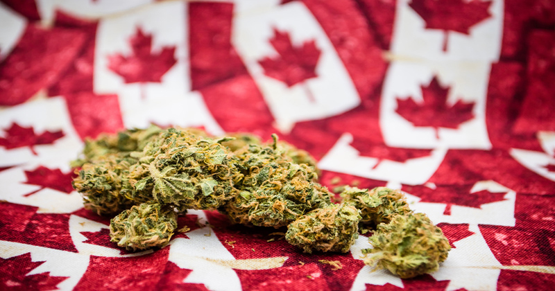 Le canada craint une pénurie de cannabis d'ici la légalisation
