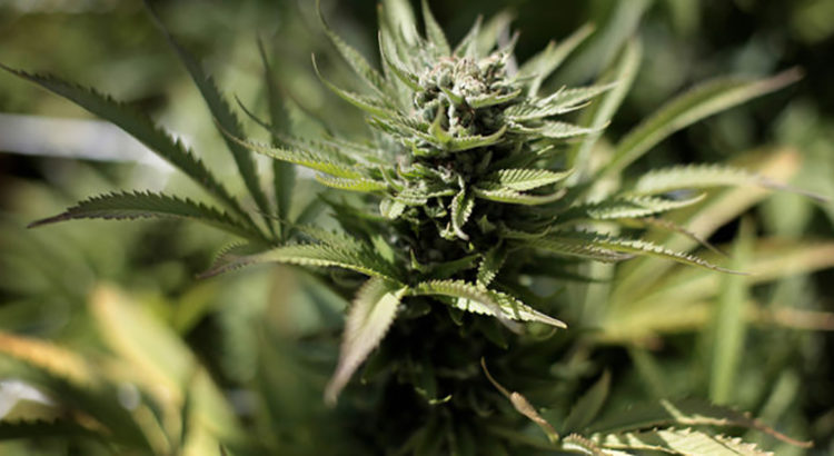 Le Parlement de Catalogne approuve la loi sur les associations de consommateurs de cannabis