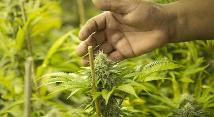Cannabis médical pour les règles