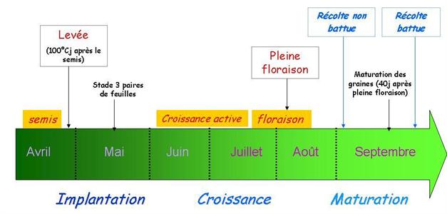 etape de la culture du chanvre