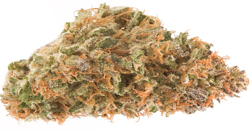 Zoom sur la variété de cannabis Kryptonite - Newsweed