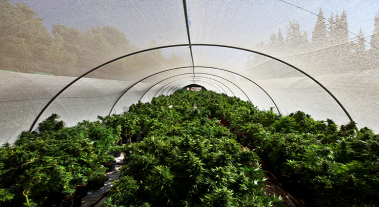 premiere culture de cannabis en australie