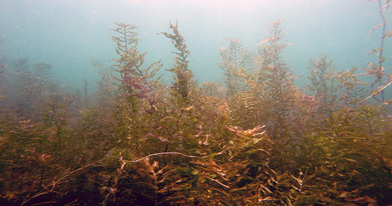 Chili - Des variétés de cannabis trouvées sous l'eau, fake ou non?