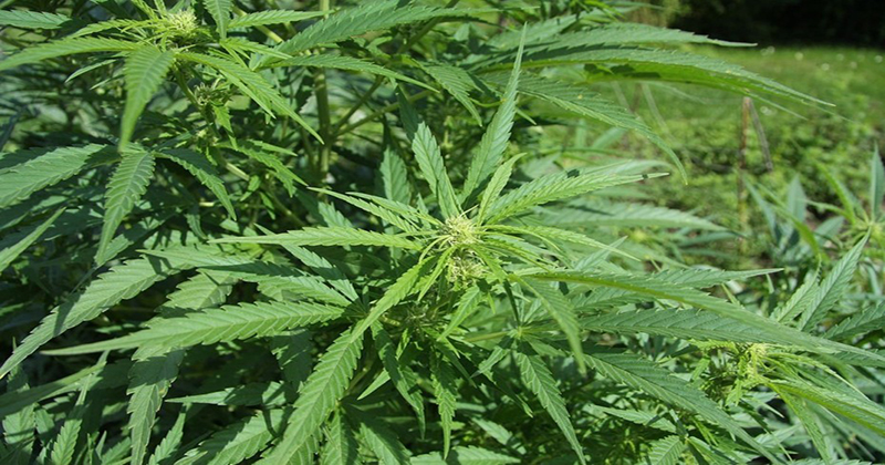 Zimbabwe - Le gouvernement envisage de légaliser le cannabis