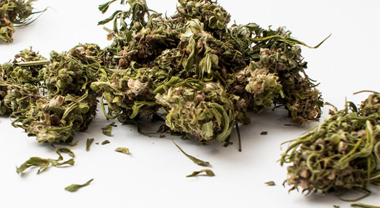 Cannabis CBD Italie